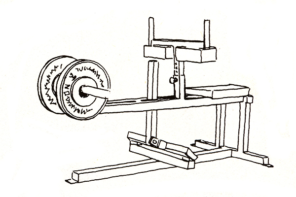 Seated Calf Seated Calf